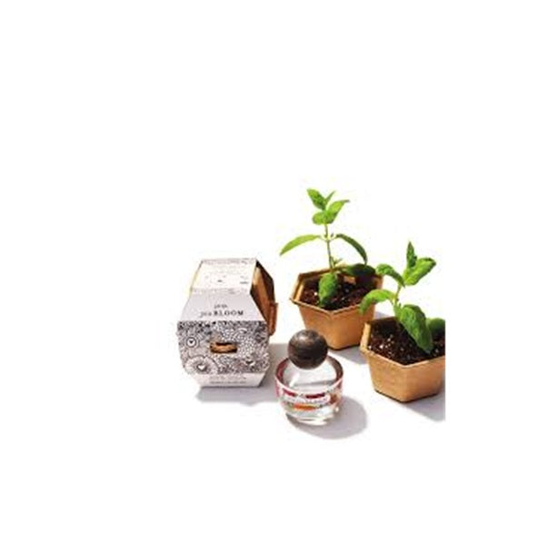 Small potted plants, a glass container with a seed, and a decorative box on a white background